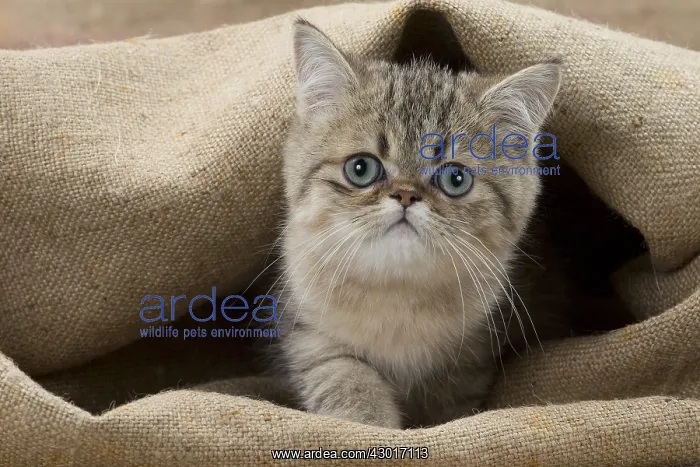 : Cat Exotic Shorthair kitten : Cat Exotic Shorthair kitten