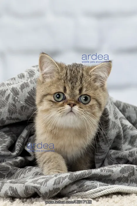 : Cat Exotic Shorthair kitten : Cat Exotic Shorthair kitten
