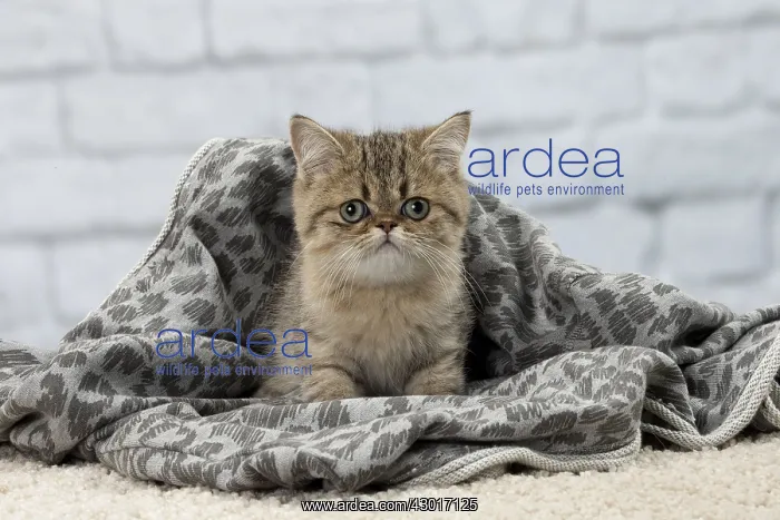 : Cat Exotic Shorthair kitten : Cat Exotic Shorthair kitten