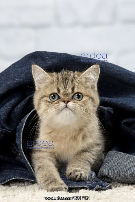 : Cat Exotic Shorthair kitten : Cat Exotic Shorthair kitten