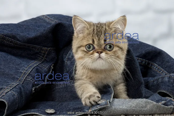 : Cat Exotic Shorthair kitten : Cat Exotic Shorthair kitten