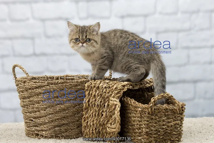 : Cat Exotic Shorthair kitten : Cat Exotic Shorthair kitten
