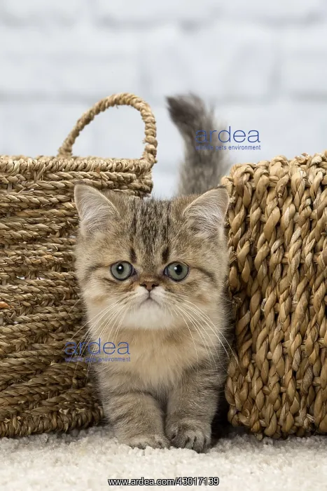 : Cat Exotic Shorthair kitten : Cat Exotic Shorthair kitten
