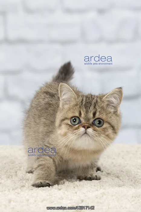  : Cat Exotic Shorthair kitten