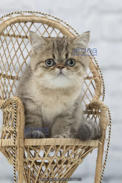 : Cat Exotic Shorthair kitten : Cat Exotic Shorthair kitten