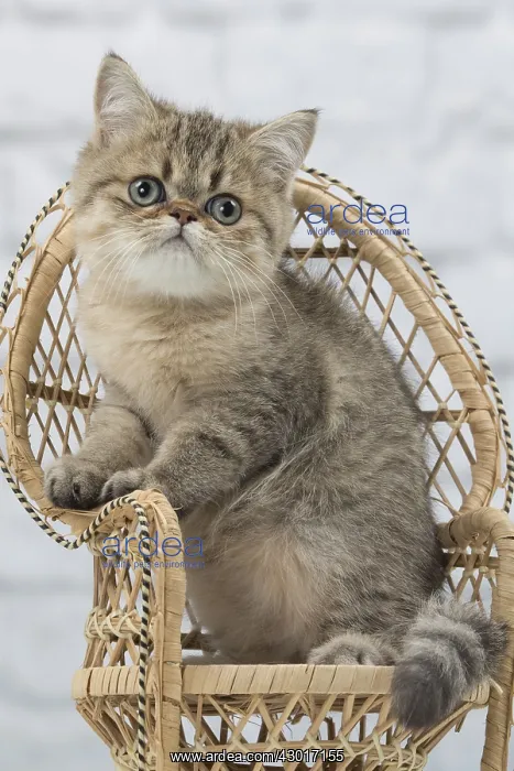 : Cat Exotic Shorthair kitten : Cat Exotic Shorthair kitten