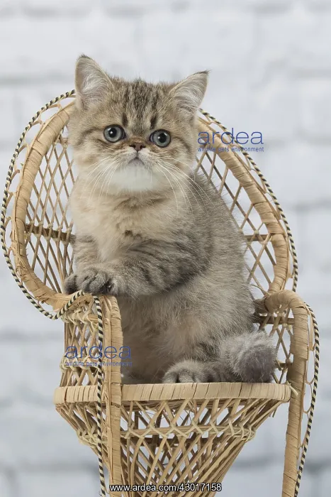 : Cat Exotic Shorthair kitten : Cat Exotic Shorthair kitten