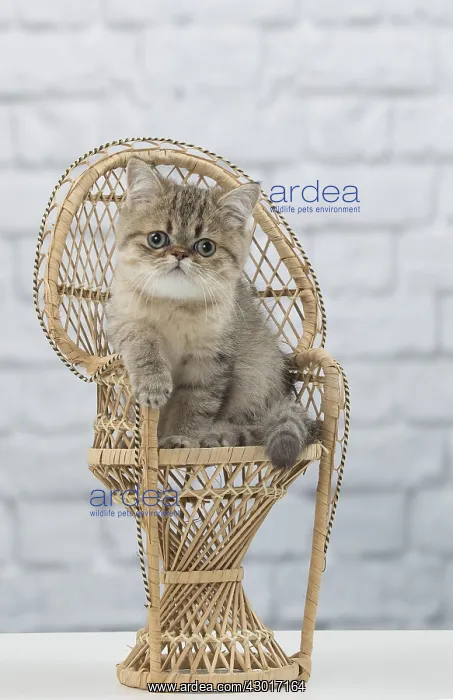 : Cat Exotic Shorthair kitten : Cat Exotic Shorthair kitten