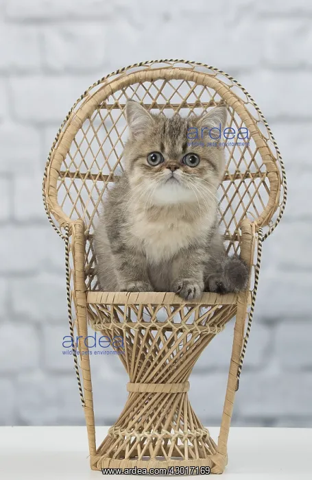 : Cat Exotic Shorthair kitten : Cat Exotic Shorthair kitten