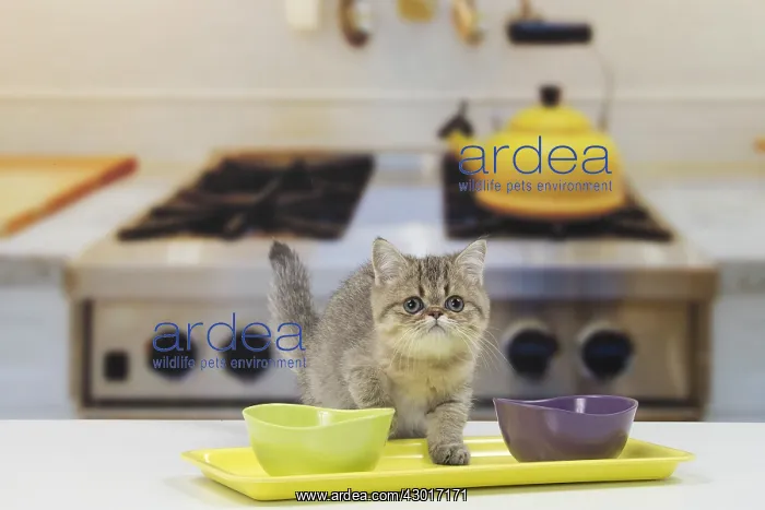 : Cat Exotic Shorthair kitten : Cat Exotic Shorthair kitten