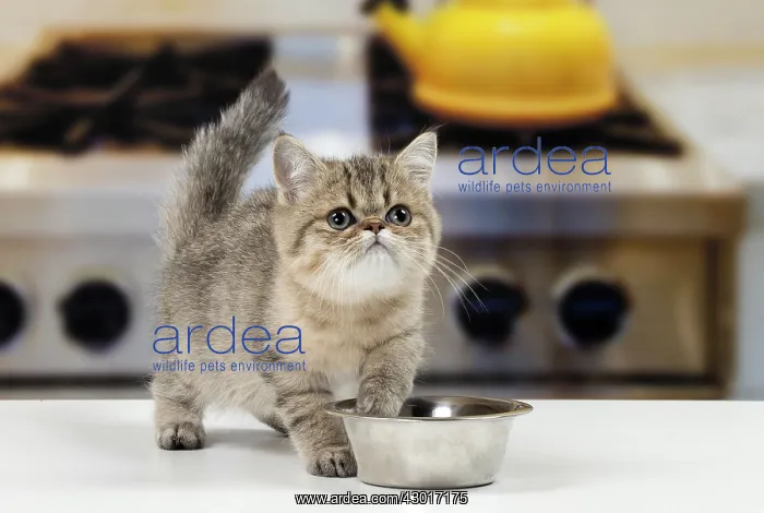 : Cat Exotic Shorthair kitten : Cat Exotic Shorthair kitten