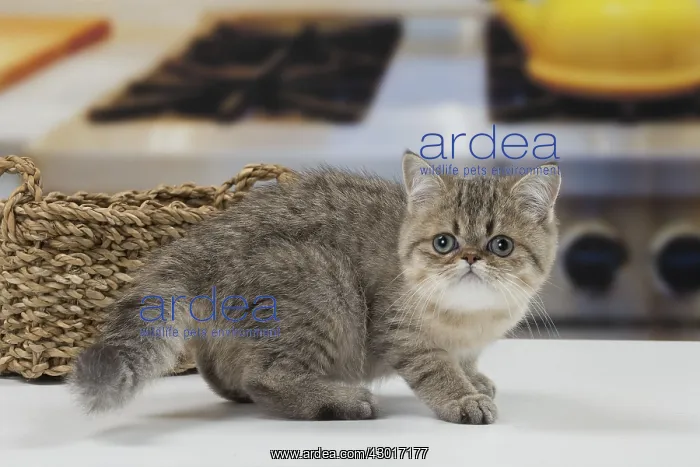 : Cat Exotic Shorthair kitten : Cat Exotic Shorthair kitten