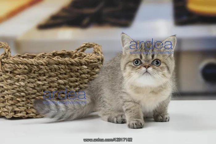 : Cat Exotic Shorthair kitten : Cat Exotic Shorthair kitten