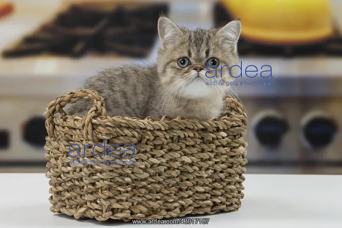 : Cat Exotic Shorthair kitten : Cat Exotic Shorthair kitten