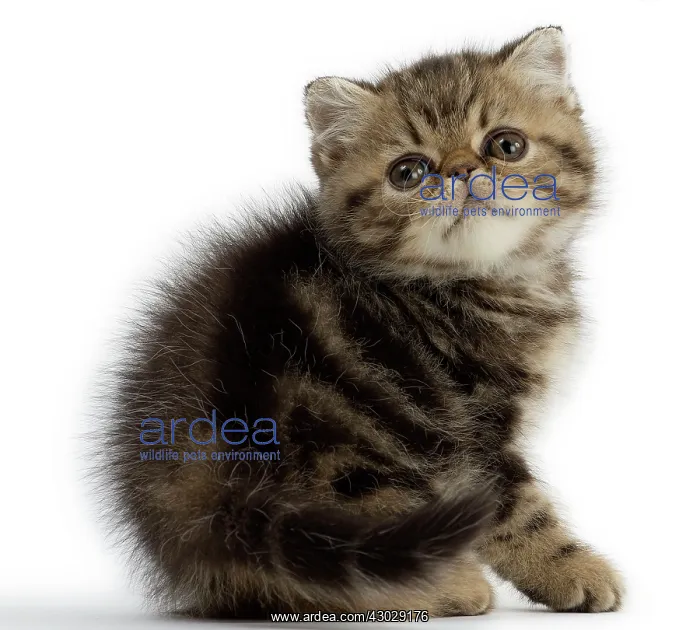  : Cat Exotic Shorthair kitten