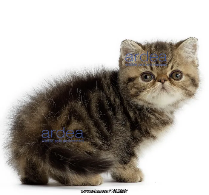  : Cat Exotic Shorthair kitten