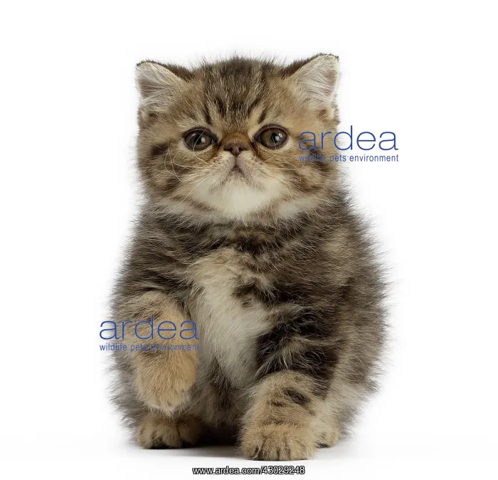  : Cat Exotic Shorthair kitten