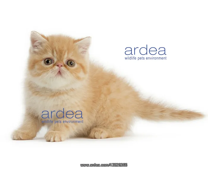  : Cat Exotic Shorthair kitten