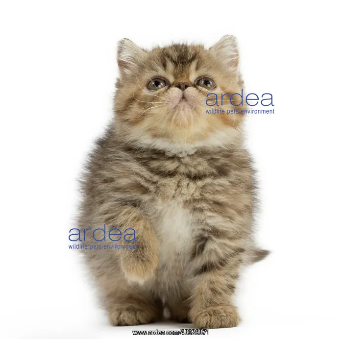  : Cat Exotic Shorthair kitten