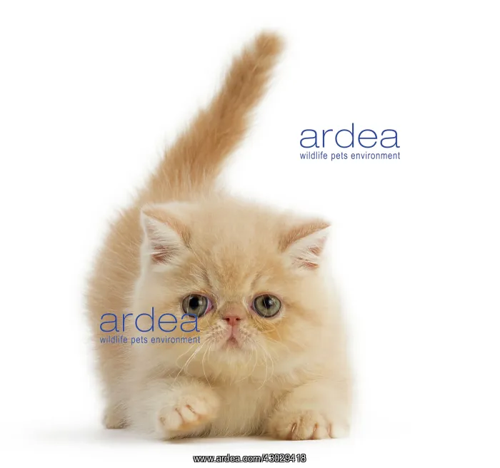 : Cat Exotic Shorthair kitten