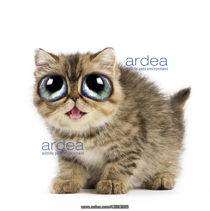 : Cat - Exotic Shorthair kitten with big eyes : Cat - Exotic Shorthair kitten with big eyes