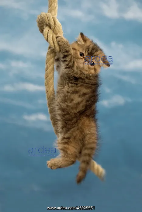 : Cat Exotic Shorthair kitten. dangling from rope : Cat Exotic Shorthair kitten. dangling from rope