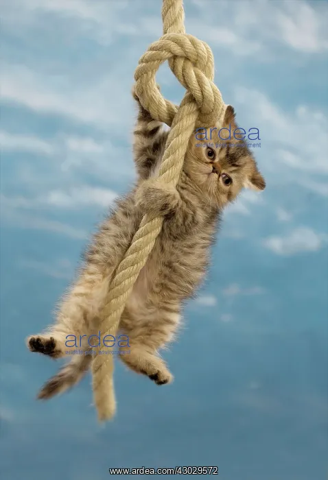 : Cat Exotic Shorthair kitten. dangling from rope : Cat Exotic Shorthair kitten. dangling from rope
