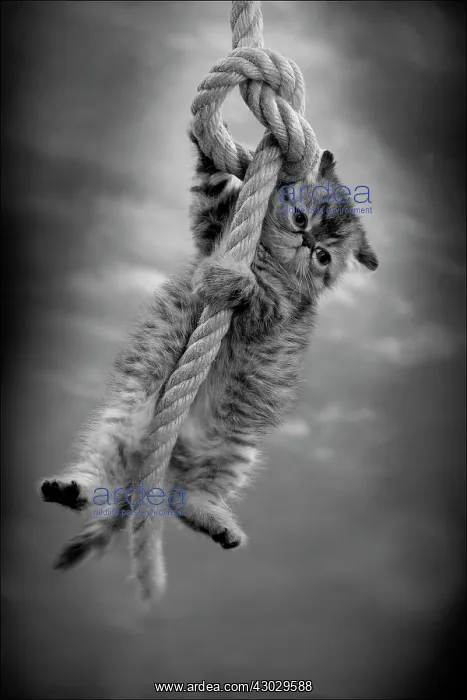 : Cat Exotic Shorthair kitten. dangling from rope : Cat Exotic Shorthair kitten. dangling from rope