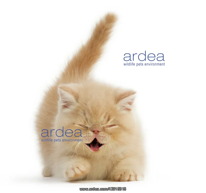 : Cat Exotic Shorthair kitten. Digital Manipulation : Cat Exotic Shorthair kitten. Digital Manipulation