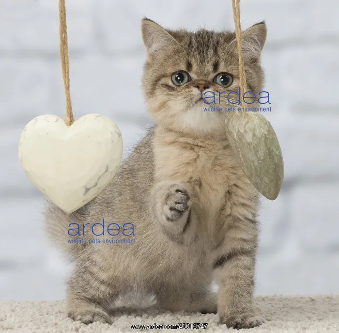 : Cat Exotic Shorthair kitten heart : Cat Exotic Shorthair kitten heart