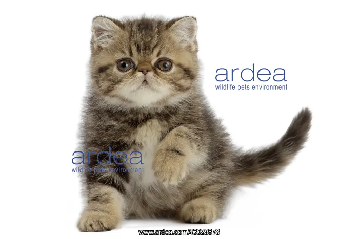  : Cat Exotic Shorthair kitten. pawing