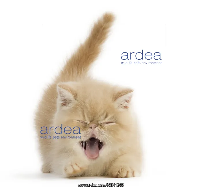 : Cat, Exotic Shorthair kitten, smiling and laughing : Cat, Exotic Shorthair kitten, smiling and laughing