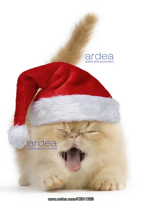 : Cat, Exotic Shorthair kitten, smiling and laughing : Cat, Exotic Shorthair kitten, smiling and laughing