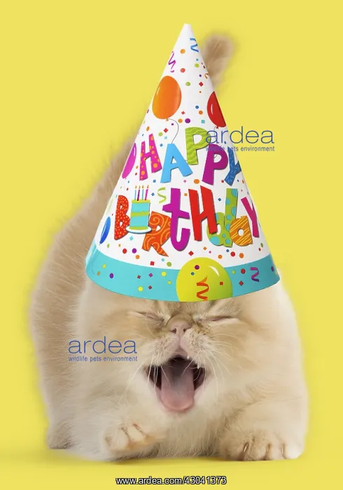 : Cat, Exotic Shorthair kitten, smiling and laughing : Cat, Exotic Shorthair kitten, smiling and laughing