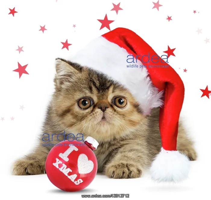 : Cat Exotic Shorthair kitten wearing Christmas hat : Cat Exotic Shorthair kitten wearing Christmas hat