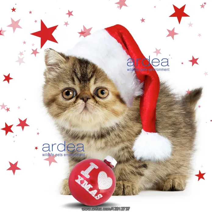 : Cat Exotic Shorthair kitten wearing Christmas hat : Cat Exotic Shorthair kitten wearing Christmas hat