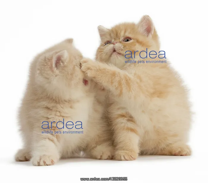  : Cat Exotic Shorthair kittens. playing