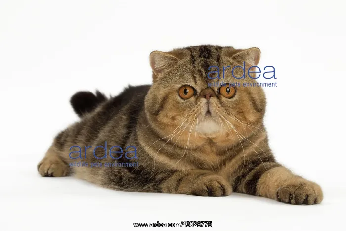  : Cat Exotic Shorthair. lying down