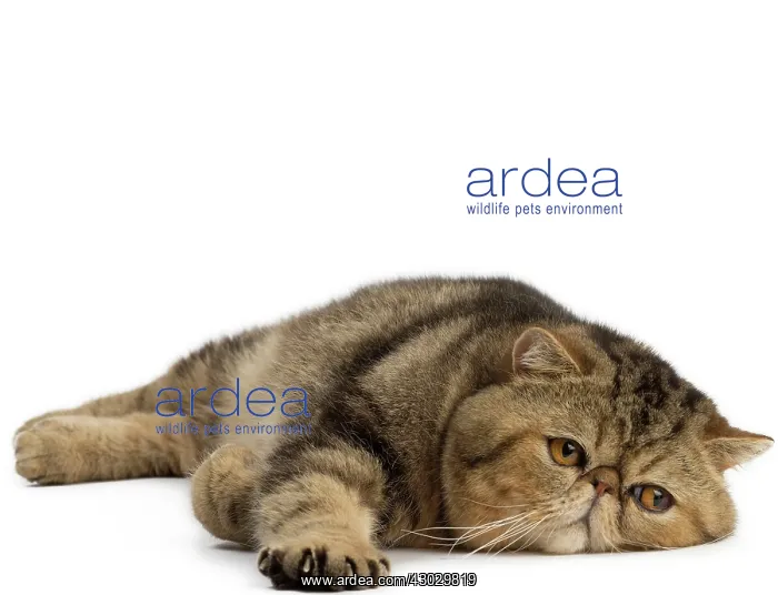 : Cat Exotic Shorthair. lying down : Cat Exotic Shorthair. lying down