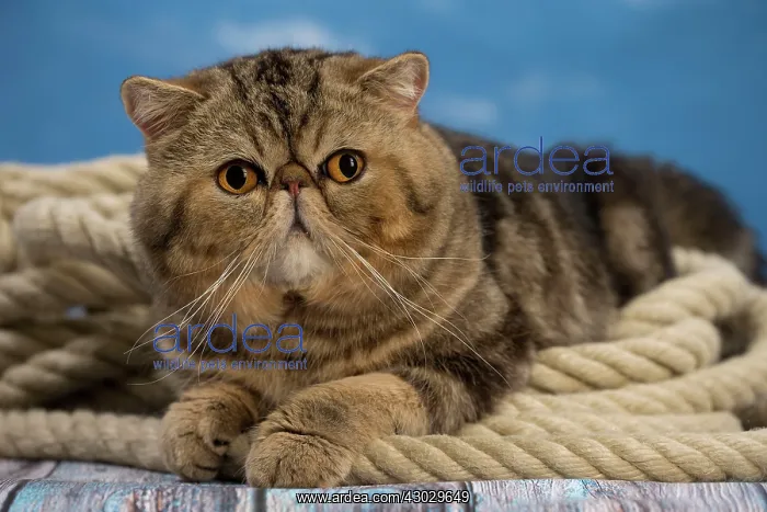  : Cat Exotic Shorthair. rope