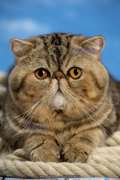  : Cat Exotic Shorthair. rope