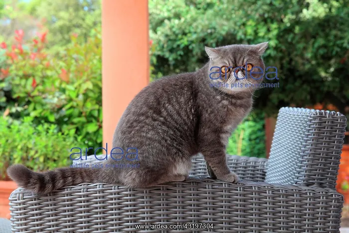 : Cat exotic shorthair sitting on an armchair : Cat exotic shorthair sitting on an armchair