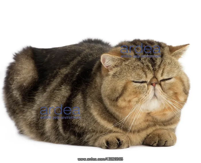  : Cat Exotic Shorthair. sleeping