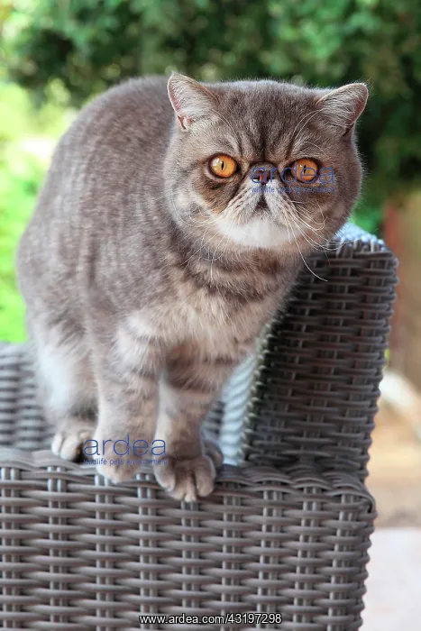 : Cat exotic shorthair standing on an armchair : Cat exotic shorthair standing on an armchair