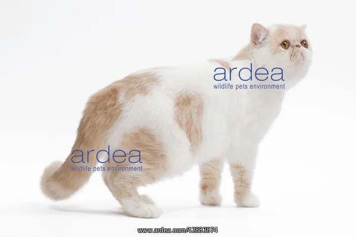  : Cat - Exotic shorthair in studio