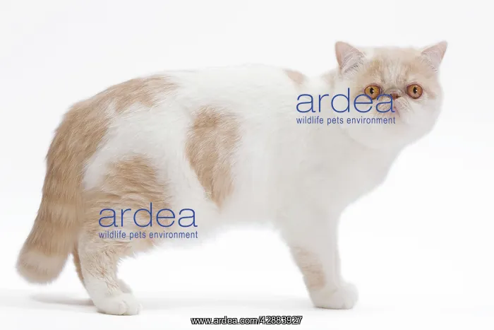  : Cat - Exotic shorthair in studio