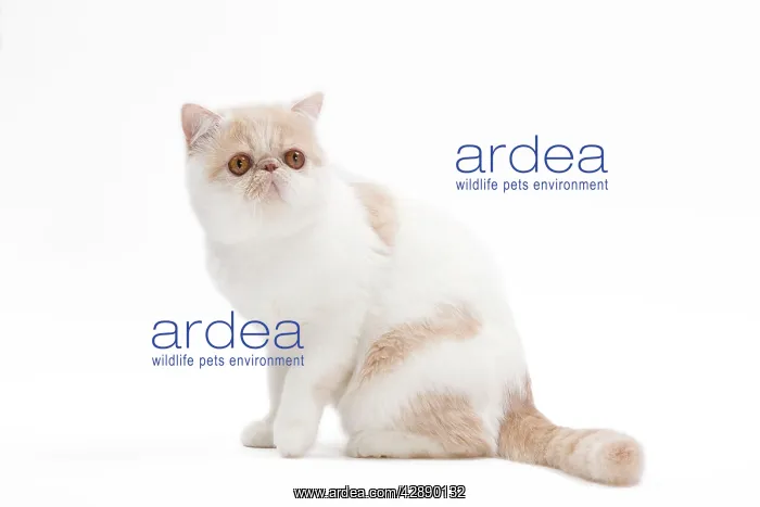  : Cat - Exotic shorthair in studio