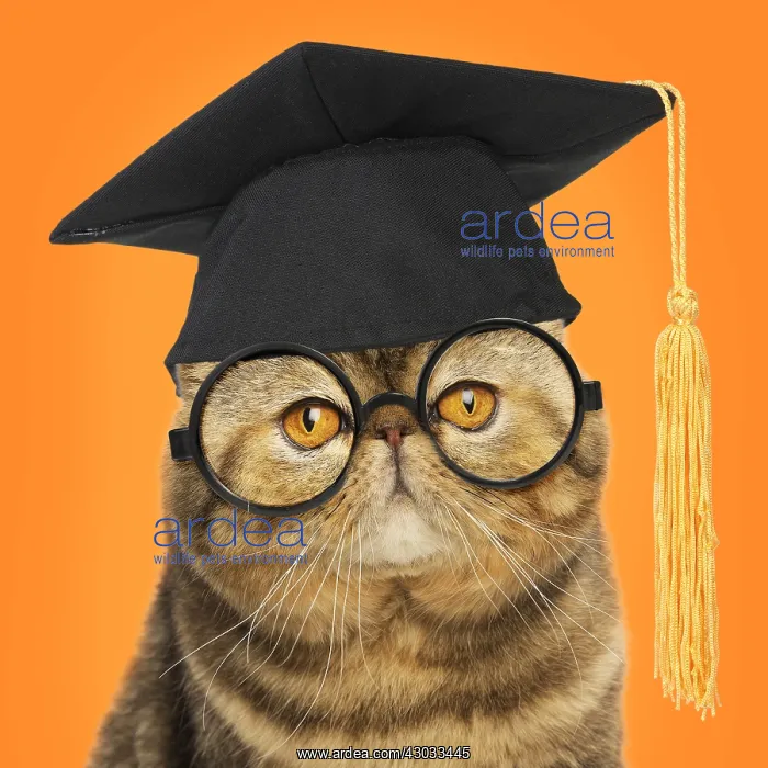 : Cat - Exotic Shorthair wearing glasses and mortar : Cat - Exotic Shorthair wearing glasses and mortar