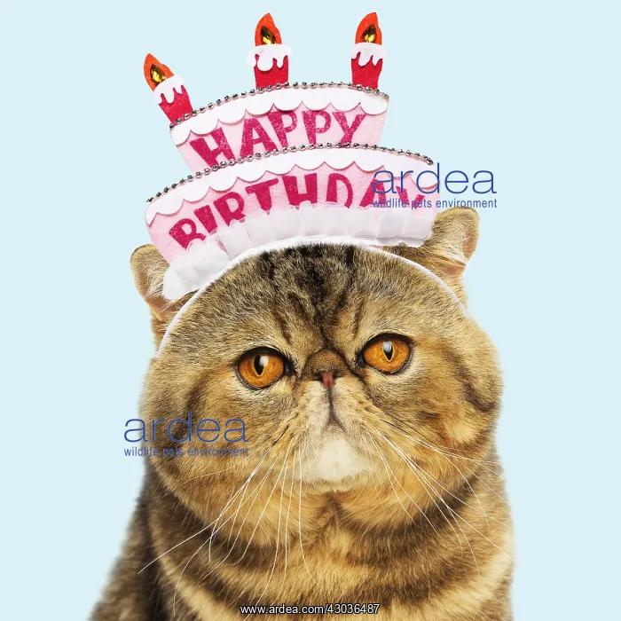 : Cat - Exotic Shorthair wearing glasses and mortar board : Cat - Exotic Shorthair wearing glasses and mortar board