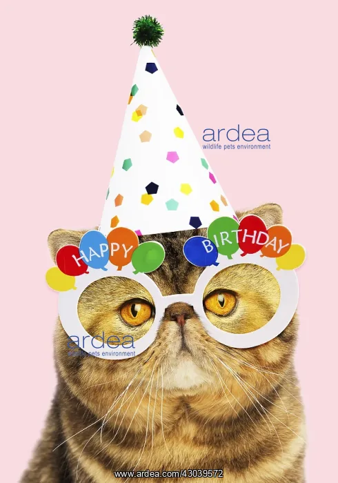 : Cat - Exotic Shorthair wearing Happy Birthday party : Cat - Exotic Shorthair wearing Happy Birthday party